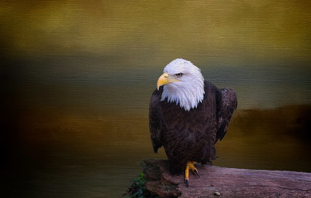 Eagle on Perch