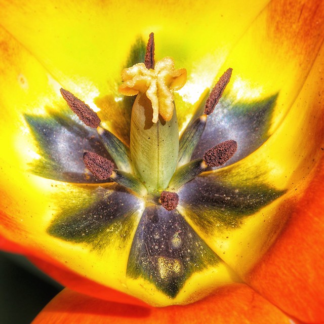 Toronto Ontario ~ Canada ~ Edwards Botanical Gardens ~   MACRO - Yellow Tulip  - Pollen