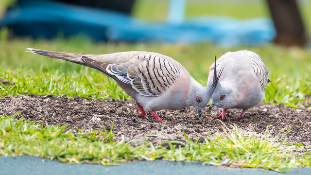Crested Pigeons two of a kind
