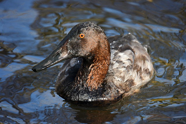 Canvasback??? out for a Swim on a Glorious Day  ~ Montreal, 24C /75F