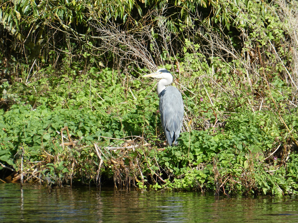A heron on the banks of the Thames near Oxford