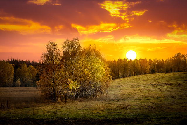 Autumn trees in sunset