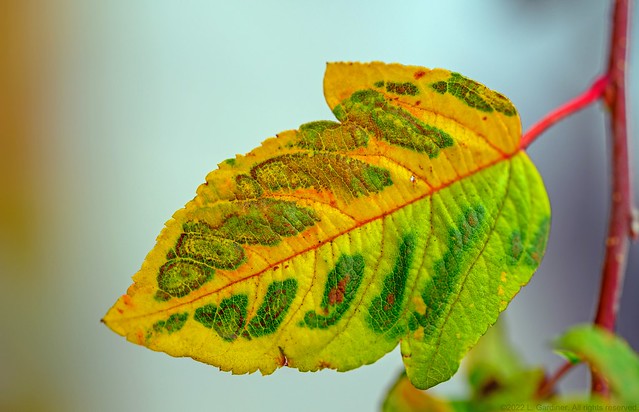 DK'ing leaf