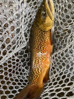 Photo of a brown fish with wavy lines on its skin, caught in a net