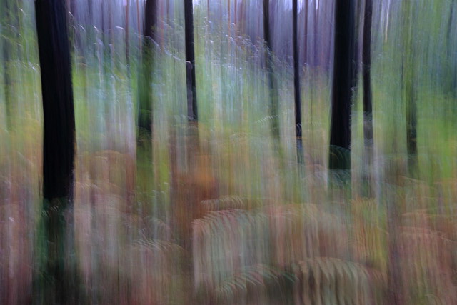 Autumn blurred forest