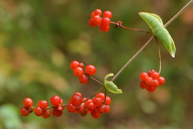 Ripe berries of native California Honeysuckle