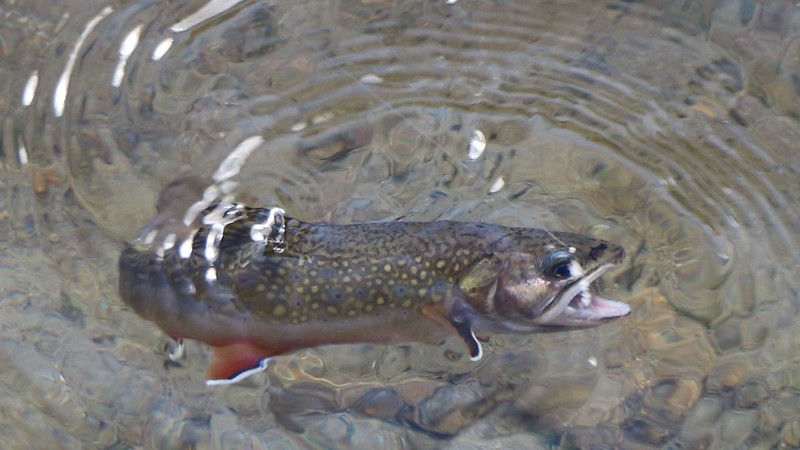 I caught a Brook Trout within a few minutes using my tenkara fly rod, on Fourth Recess Lake