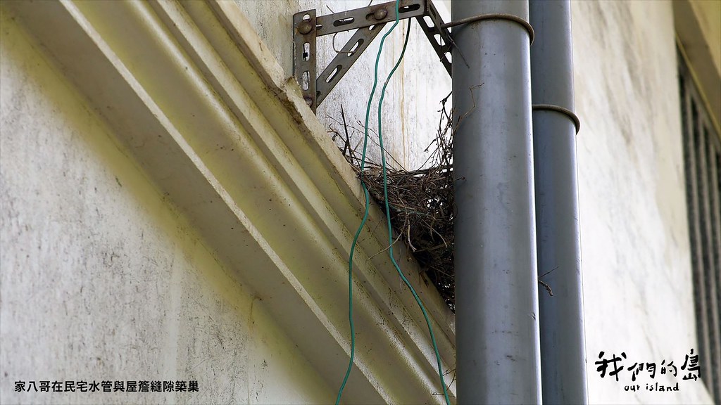家八哥在民宅水管與屋簷縫隙築巢