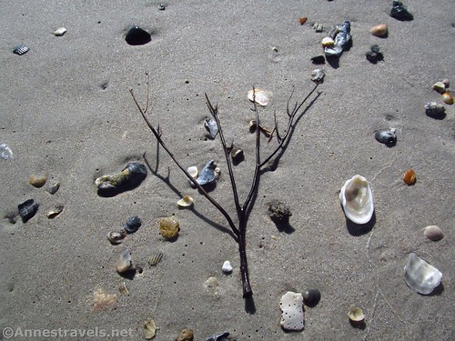 Seashells and a sea plant on the beach of Surf City, Topsail Island, North Carolina