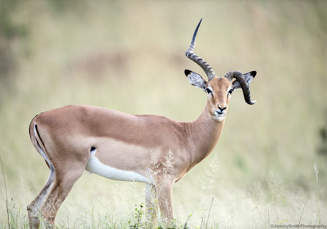 Impala, Aepyceros melampus, Dete vlei, Hwange, Zimbabwe