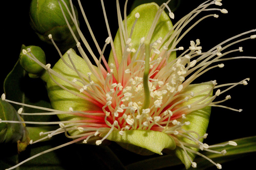 Planchonia careya | Planchonia careya FAMILY:Lecythidaceae C… | Flickr