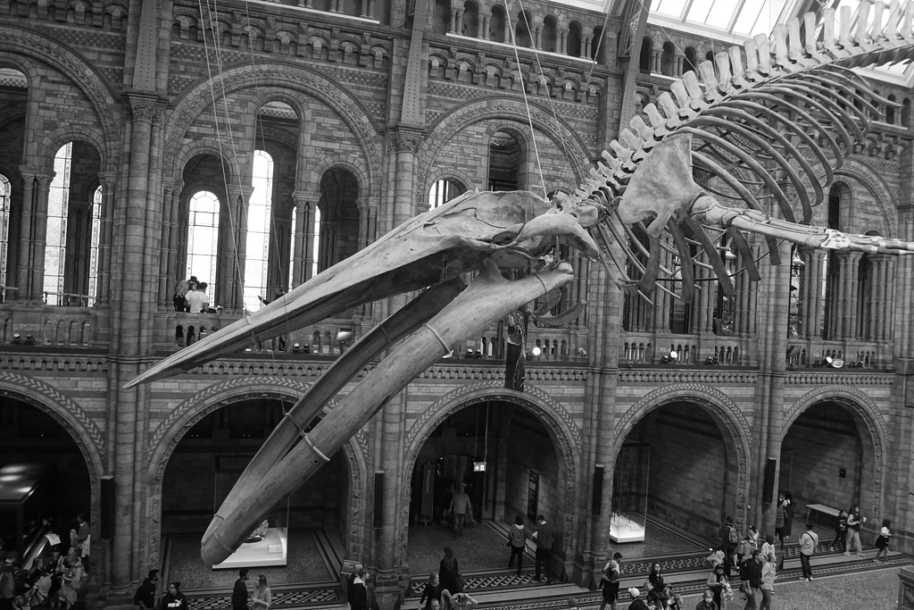 Blue Whale (Balaenoptera Musculus), Natural History Museum… | Flickr