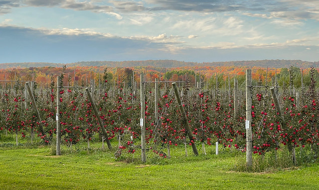 Harvest Time in Apple Country