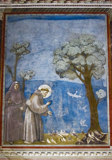IMG0594 Giotto di Bodone - Sermón de las aves, Basílica superior de San Francisco, Asís