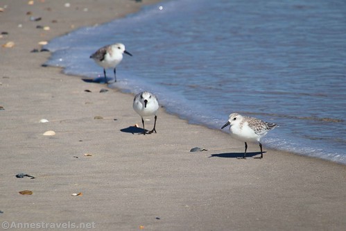 Three common sandpipers on the beach at Topsail Island, North Carolina