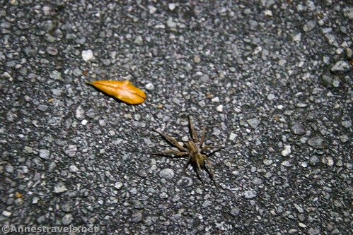 A wolf spider and a leaf at night on Topsail Island, North Carolina