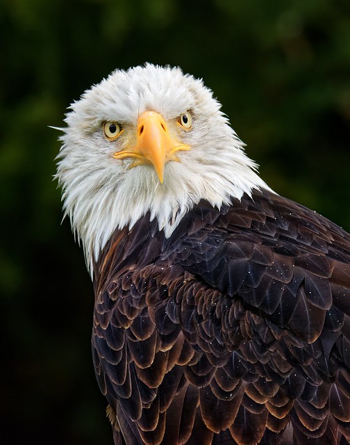Weißkopfseeadler - Bald eagle