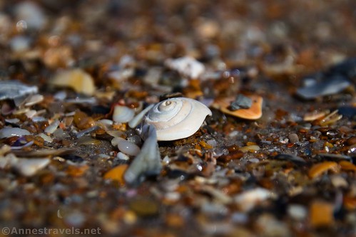 A seashell on the beach at Topsail Island, North Carolina