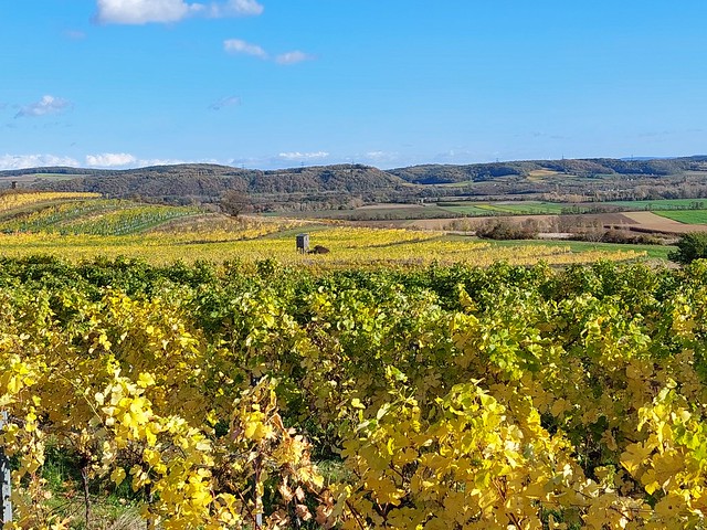 Traisental - Herbststimmung in den Weingärten