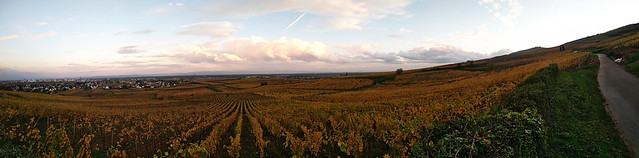 Vignoble automnal  -  Autumn vineyard