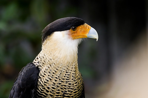 _23A8415-1-SharpenAI-Focus_1.jpg | by tradarcher50