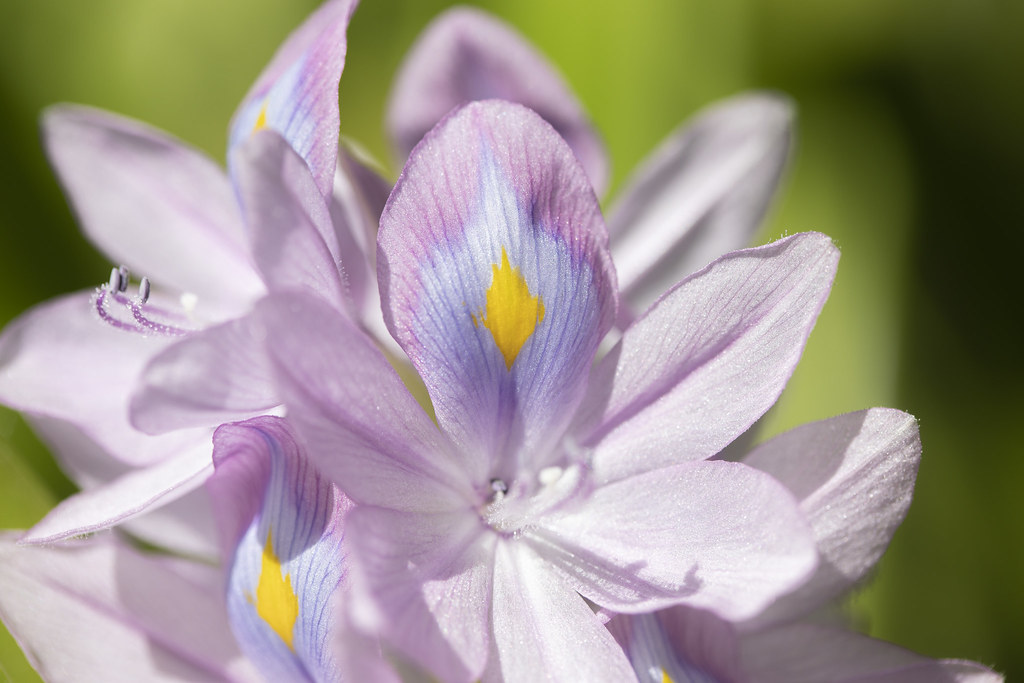 eiccra_Water_Hyacinth_7S0A0153_1