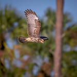 Red shouldered hawk in flight over Powell Creek Preserve, North Fort Myers, Florida Red shouldered hawk in flight over Powell Creek Preserve, North Fort Myers, Florida