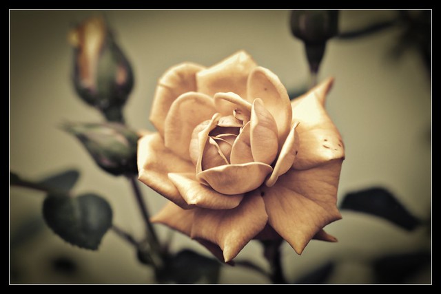 La rosa sólo tiene espinas para quien quiere cortarla.