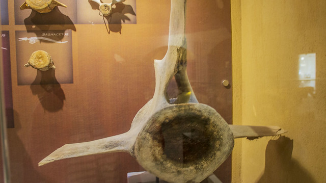 Recent whale vertebrate at Egypt's Fossil and Climate Change Museum