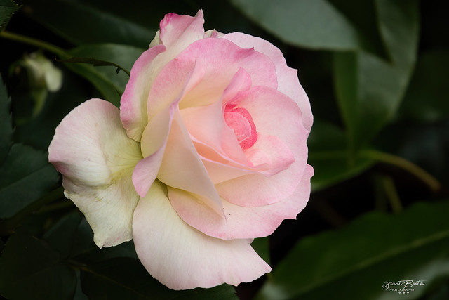 _I3A3813 Pale Pink Rose