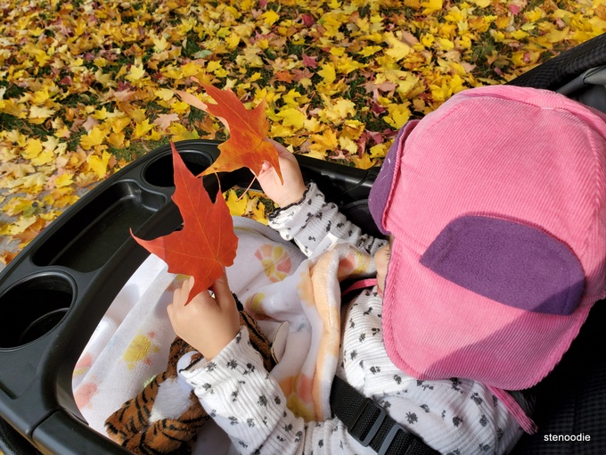  Toddler looking at autumn leaves