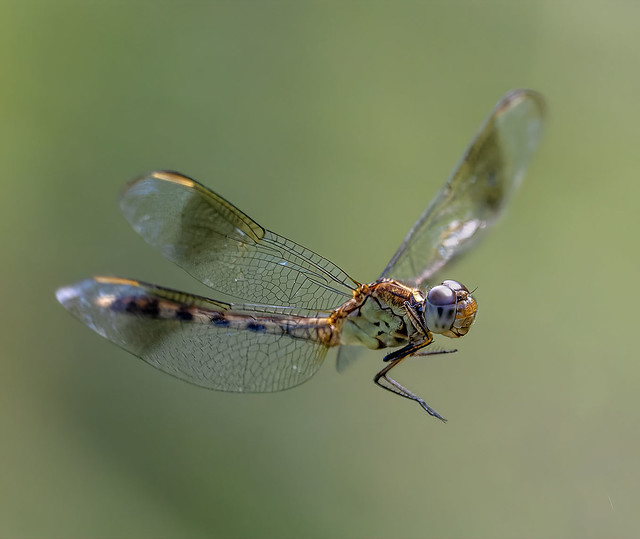 Smiling Band Winged Dragonlet in flight cruises the wetland at Green Cay Nature Preserve.