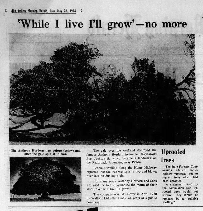 Hordern Tree Destroyed May 28 1974 SMH 2