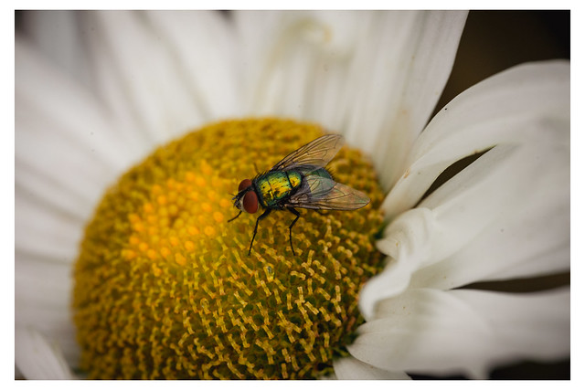 Land of the Fly - Mt Airy, Philadelphia, PA - USA - Web 1_Scaled