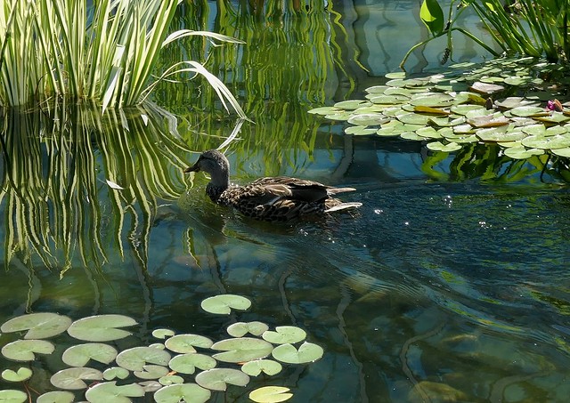 Mallard at the Pond