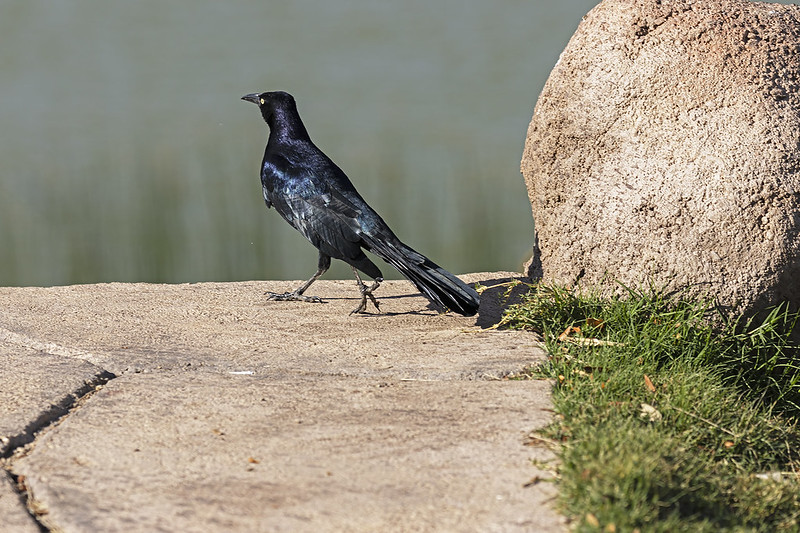 Great-tailed Grackle 03_R7_ 10-22-22