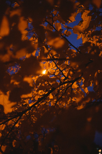 autumn night