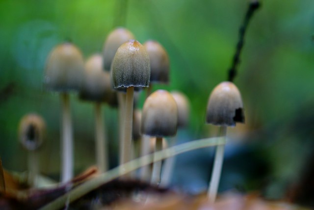Wig mushrooms