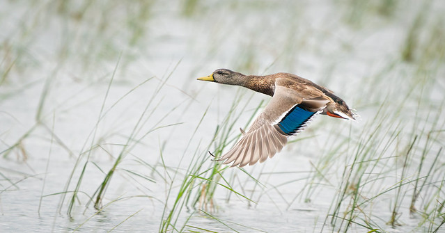 Mallard Hen Takeoff from a Pond in Maine (Explored, October 29, 2022)