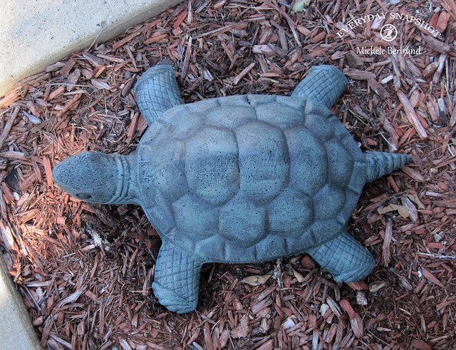 Turtle Concrete (18)