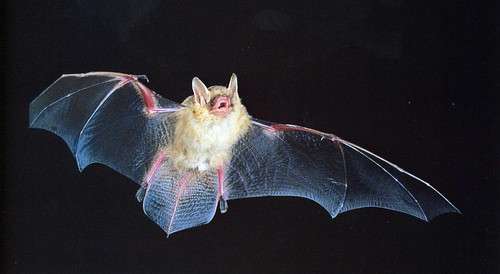 Photo of Tricolored Bat 
