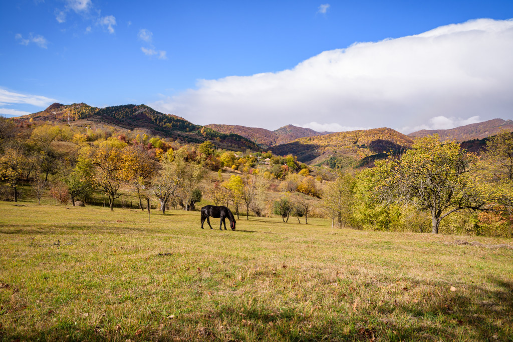 Autumn landscape with a horse