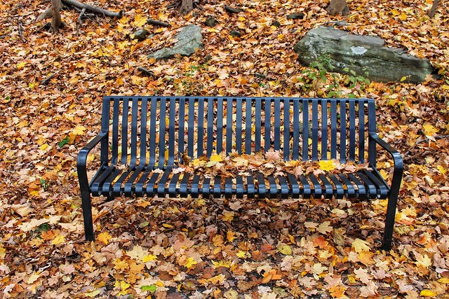 A recently unused bench, South Abington Park, Pennsylvania