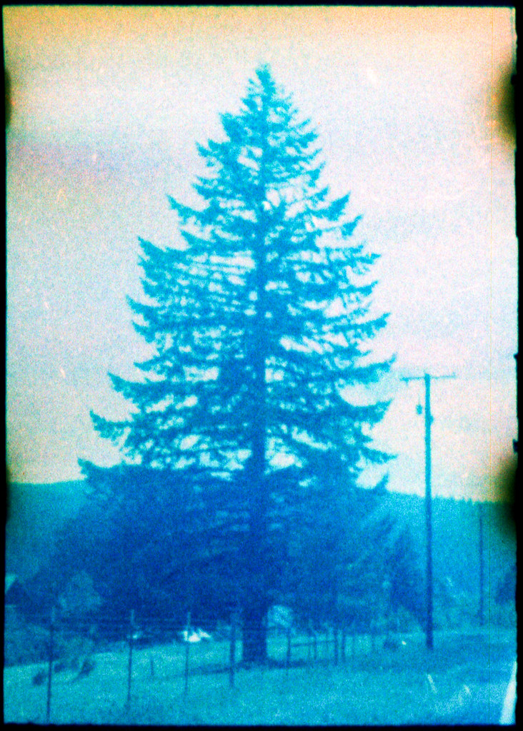blue redwood Oregon