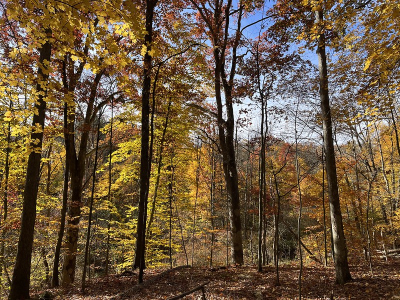 Mill Creek Park: Calvary Run + Old Tree Trail