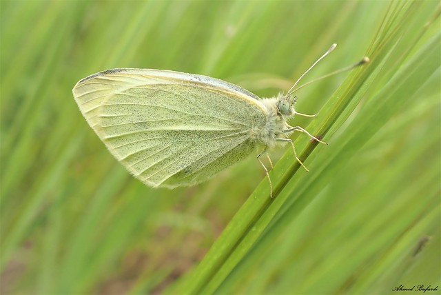 Butterfly 2180 (Pieris rapae)