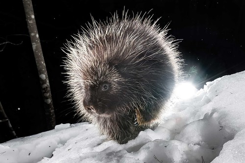 Photo of porcupine in snow