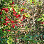 Red Berries, Rainbow Springs State Park Closer view of the berries.
