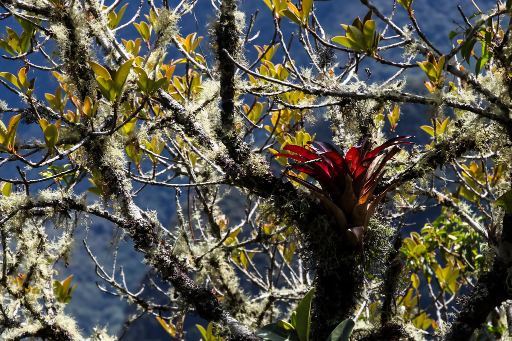 Evtl. Tillandsia machupicchuensis (Bromeliaceae), Machu Picchu, Peru