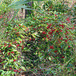 Red Berries, Rainbow Springs State Park Berries along a nature trail in the park.